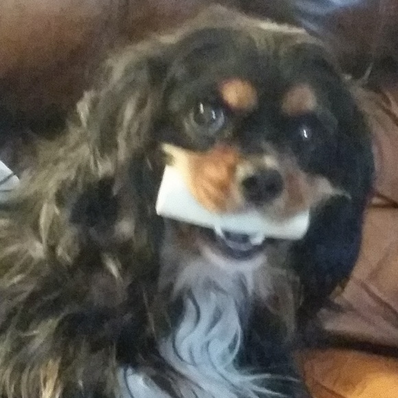 Meet your Posher, Tiffany - Picture 4 of 7